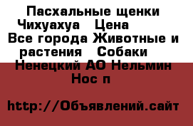 Пасхальные щенки Чихуахуа › Цена ­ 400 - Все города Животные и растения » Собаки   . Ненецкий АО,Нельмин Нос п.